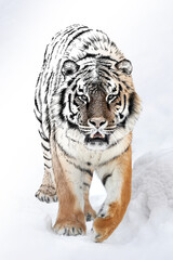 Hand drawing and photography tiger combination. Sketch graphics animal mixed with photo