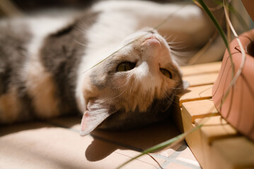 日光浴する猫