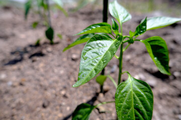 Obraz premium 畑に植えたピーマンの苗