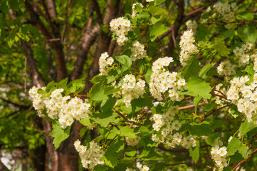 Flowering of mountain ash with green leaves in spring day.