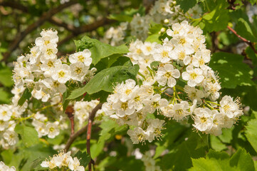 Flowering of mountain ash with green leaves in spring day.