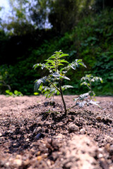 元気に育つトマトの苗