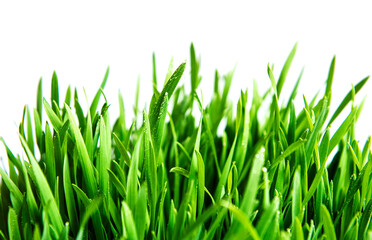 Fototapeta na wymiar Green grass on green background.