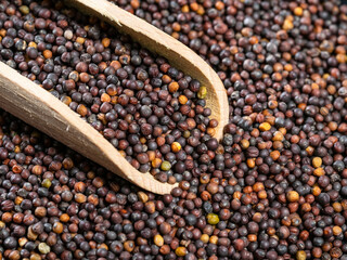 scoop on pile of rapeseeds closeup