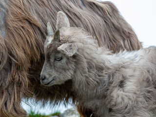 Kid with his mother. Wild goat grazing in the meadows of the Italian Alps. Natural mountain environment