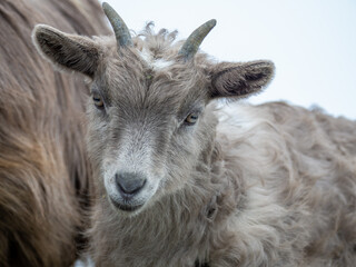 Kid with his mother. Wild goat grazing in the meadows of the Italian Alps. Natural mountain environment