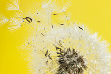 Macrophotography of a dandelion. The white fluff is close. Parachutists fly away from a flower on a colored background.