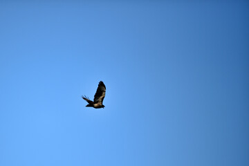 A Cooper's Hawk -  Flying and screeching 