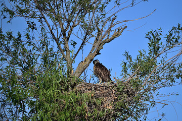 A Juvenile Cooper's Haek, aka Accipiter cooperii