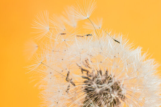 Macrophotography of a dandelion. The white fluff is close. Parachutists fly away from a flower on a colored background.