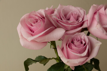 Closeup of Fresh Pink Roses bouquet with water drops in beige background, indoors