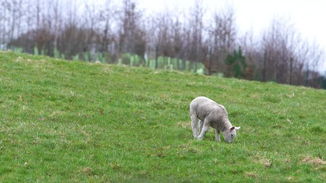 Little lamb eating grass on a green meadow hill