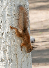 A red squirrel on a tree. The squirrel changes its skin. Squirrel nibbles nuts.