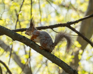 Naklejka na ściany i meble A red squirrel on a tree. The squirrel changes its skin. Squirrel nibbles nuts.