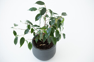 A vase with a houseplant. Greening concept hotel room fresh interior. Beautiful plant on a white background.