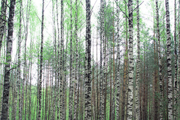 Fototapeta na wymiar Beautiful birches in the spring forest. Birch grove.