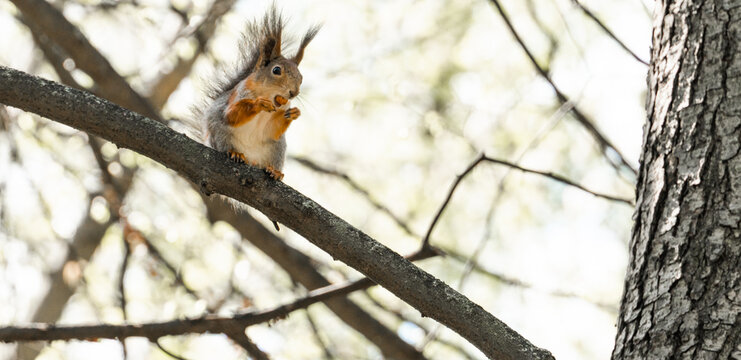 A red squirrel on a tree. The squirrel changes its skin. Squirrel nibbles nuts.
