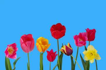 Obraz premium Multicolored tulips on a blue background. Isolated on blue. 