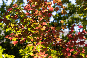 Obraz premium Red and green autumn leaves isolated image for background use