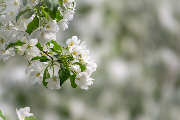 White blossoming apple trees. White apple tree flowers