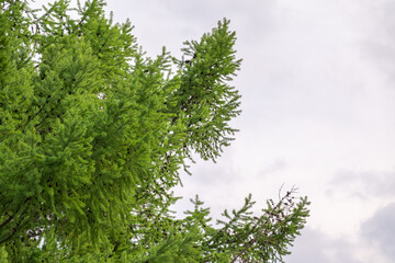 Crown of tall larch tree above head in the forest against a cloudy sky. Wild nature of the forests. Forest in spring.