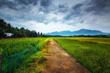 Green field of growing rice plant with dramatic sky nature landscape background.