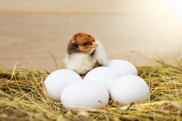 little chick and eggs are on the hay on a rustic wooden background.