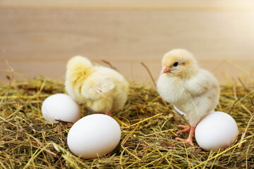 little chicks and eggs are on the hay on a rustic wooden background.