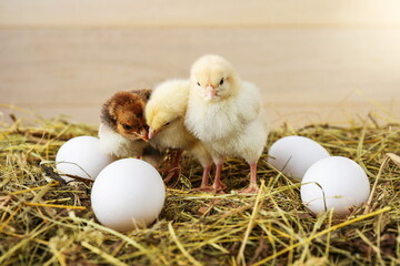 little chicks and eggs are on the hay on a rustic wooden background.