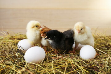 little chicks and eggs are on the hay on a rustic wooden background.