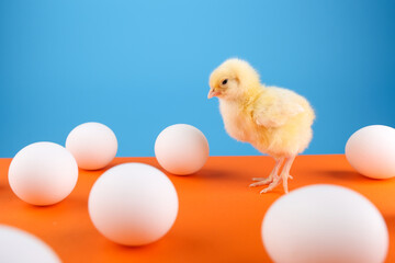 chick is on orange blue background among eggs. first chick hatched.