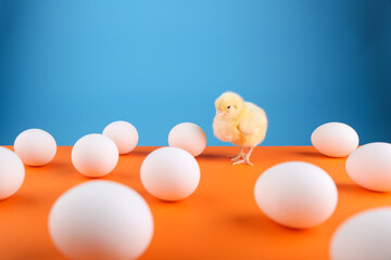 chick is on orange blue background among eggs. first chick hatched.