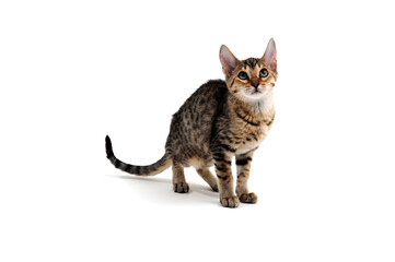A purebred smooth-haired cat stands on a white background