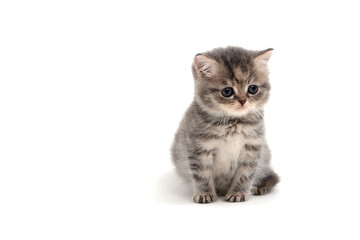 a striped purebred kitten sits on a white background