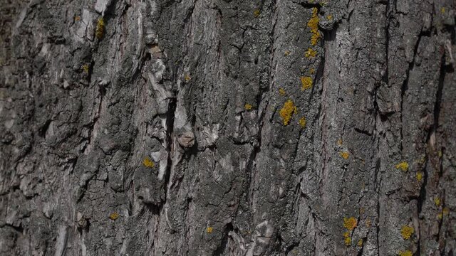 Closeup view 4k stock video footage of texture of real old bark of huge tree. Abstract natural organic background