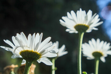 ボリビアのチチカカ湖に浮かぶ太陽の島に咲く花々