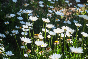 ボリビアのチチカカ湖に浮かぶ太陽の島に咲く花々