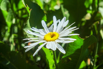 ボリビアのチチカカ湖に浮かぶ太陽の島に咲く花々