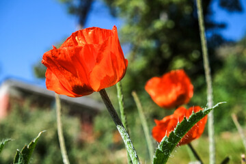 ボリビアのチチカカ湖に浮かぶ太陽の島に咲く花々