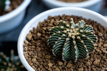 Gymnocalycium Friedrichii  LB 2178, VoS Cactus close up on white pots in small cactus plant nursery.