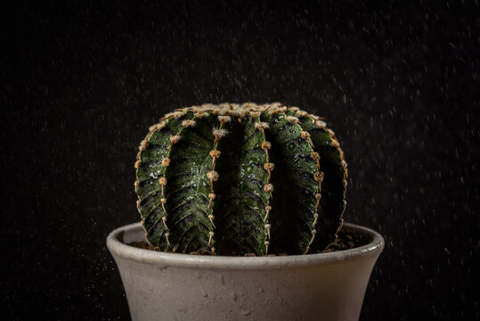 Close up Gymnocalycium Friedrichii LB1278 cactus on black background with  water spray Stock Photo | Adobe Stock
