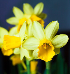 Fototapeta na wymiar Yellow Narcissus flowers