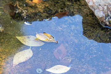 Fototapeta premium Small autumn leaves float in a garden pond