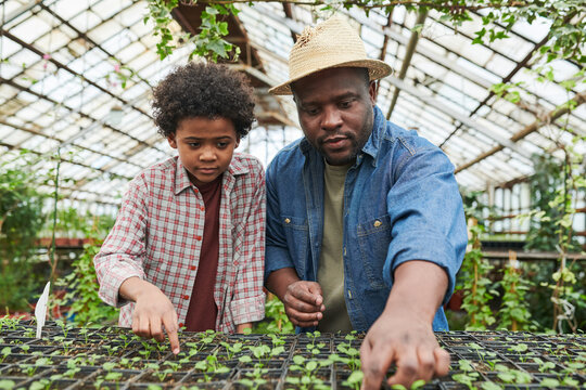African man working in greenhouse together with his son