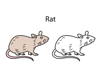 Funny cute animal rat isolated on white background. Linear, contour, black and white and colored version of pet. Illustration can be used for coloring book and pictures for children