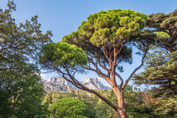 Green old cedar tree with long needles on a background of mountains in cloudy day. Freshness, nature, concept. Pinus pinea