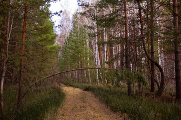 Fototapeta premium Forest road in the Urals. The road, track, clearing goes through the woods. A young tree blocked the road.