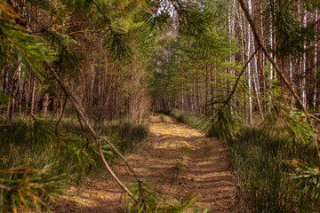 Forest road in the Urals. The road, track, clearing goes through the woods. A young tree blocked the road.