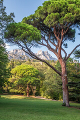 Green old cedar tree with long needles on a background of mountains in cloudy day. Freshness, nature, concept. Pinus pinea