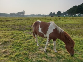 Broad green meadows and horses to soothe hunger